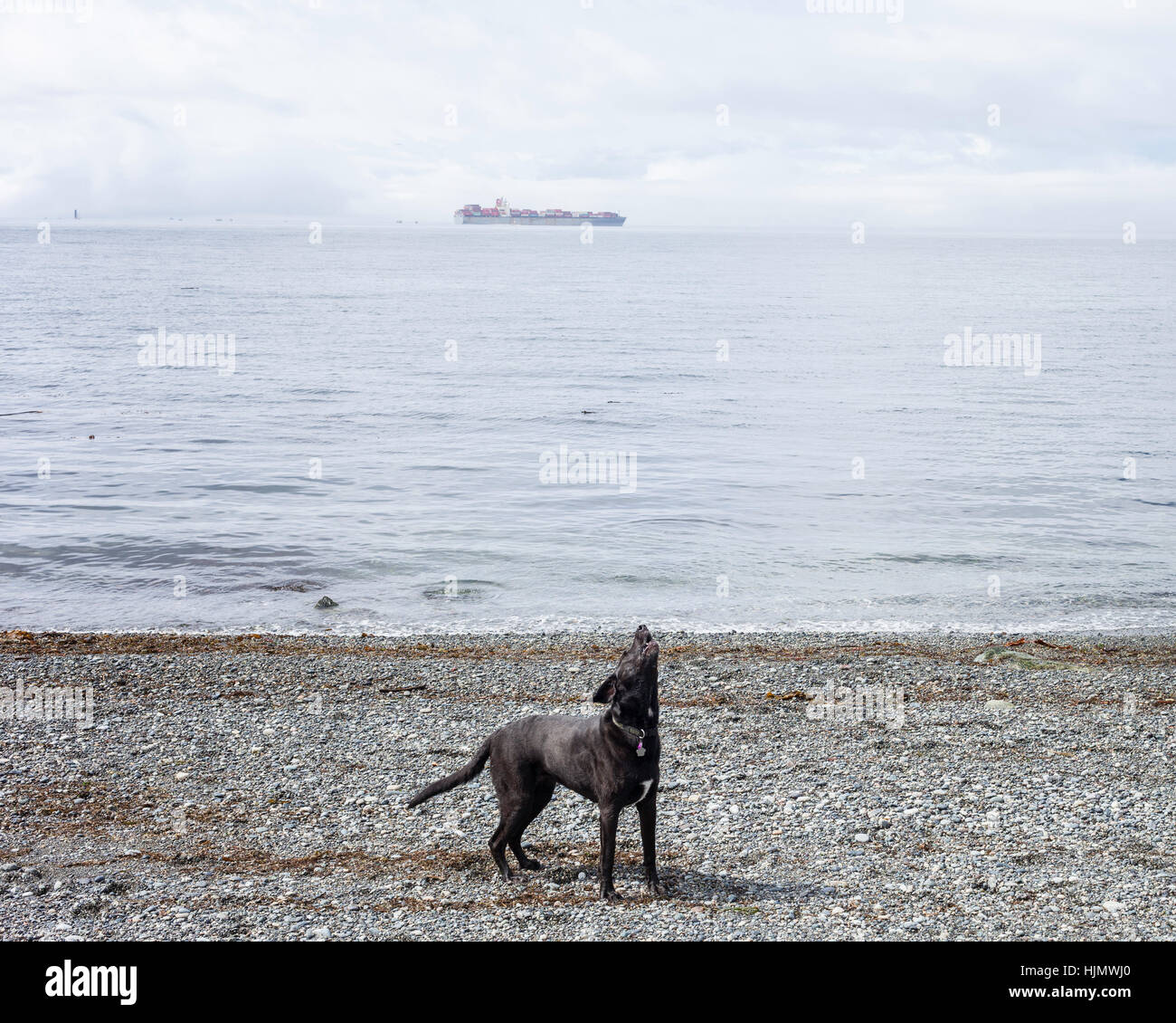 Dog barking at shore with cargo ship in background.  Victoria, BC. Canada Stock Photo