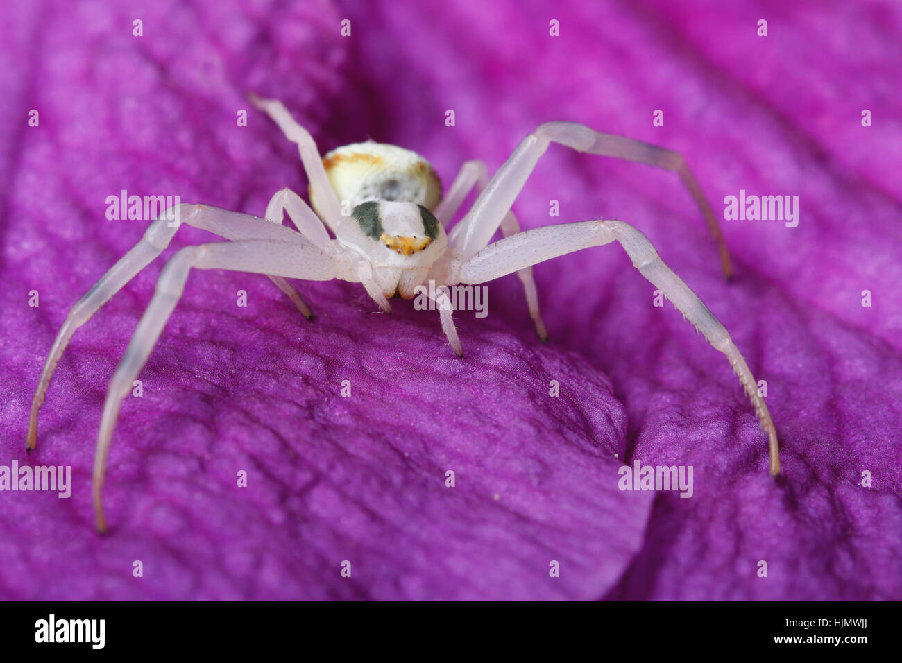 Crab spider macro on blue clematis flower Stock Photo
