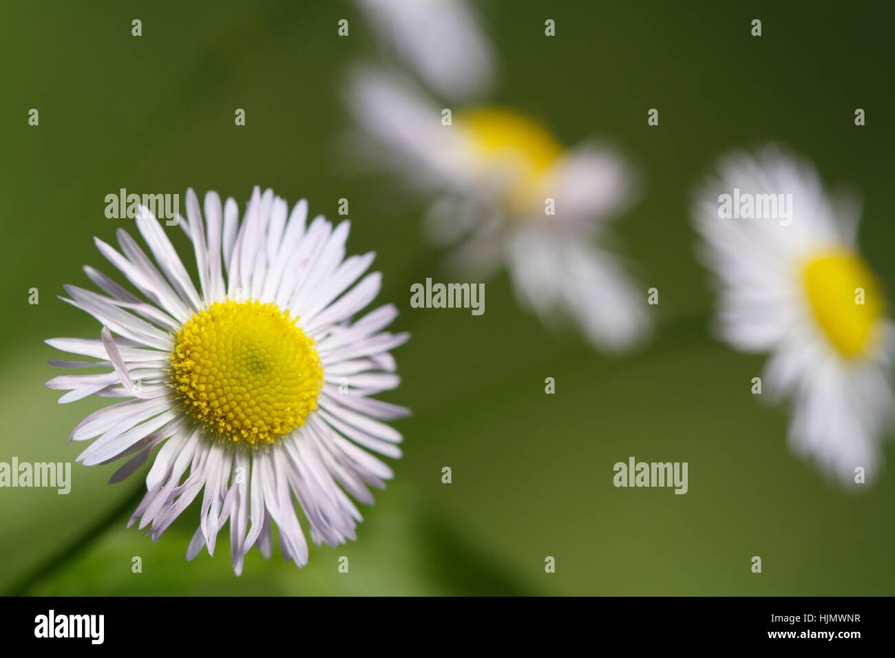 Summer background hi-res stock photography and images - Alamy