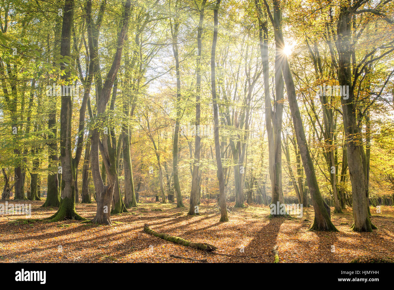 Autumn colours, Beech forest, New Forest, Hampshire Stock Photo