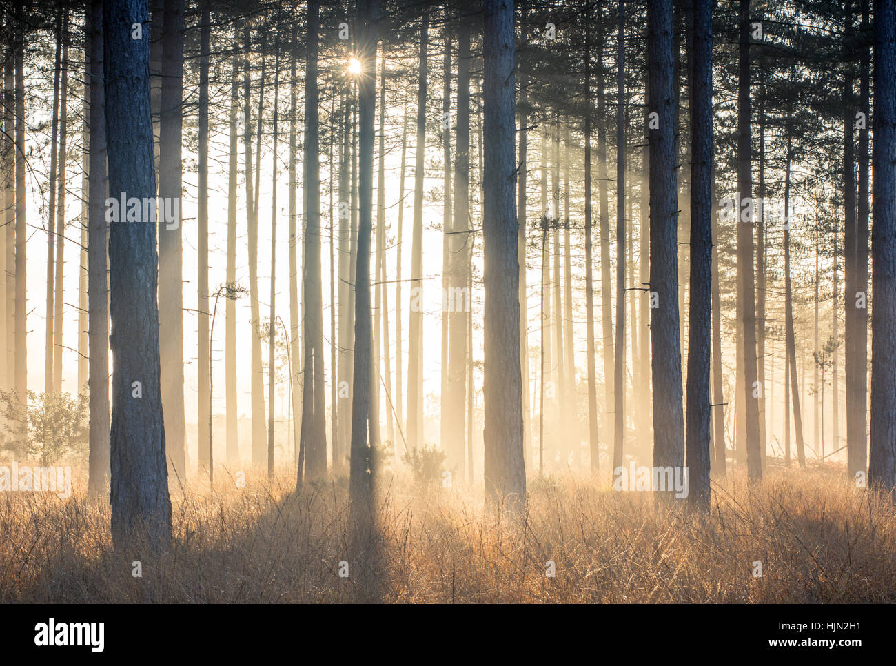 Beams of sunlight through pine forest Stock Photo