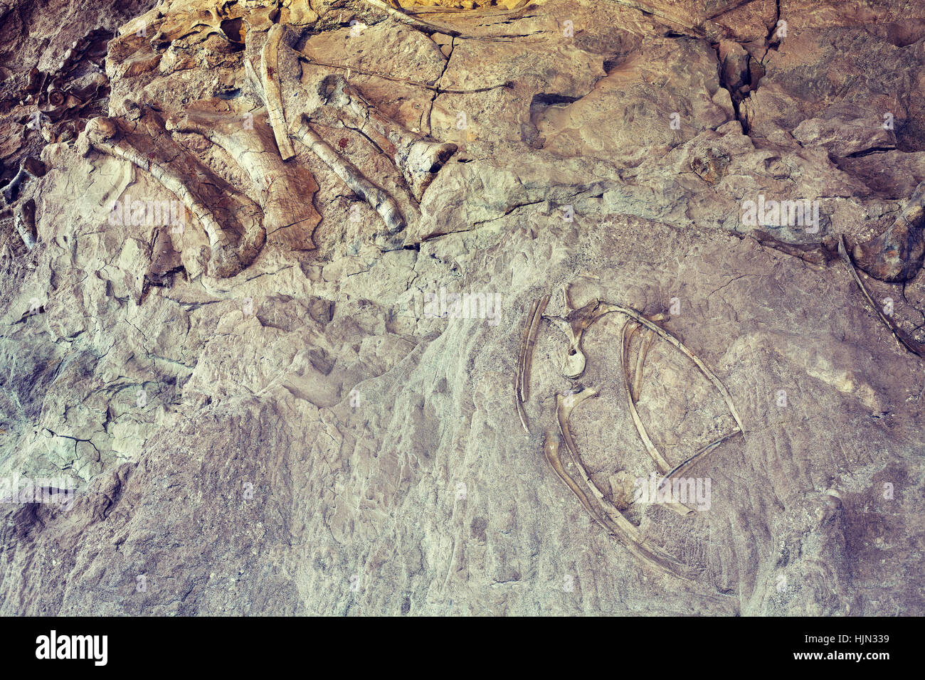 Color toned dinosaur skeletons in Dinosaur National Monument, Utah, USA. Stock Photo