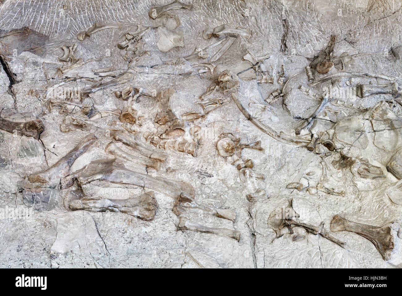 Dinosaur skeletons in Dinosaur National Monument, Utah, USA. Stock Photo