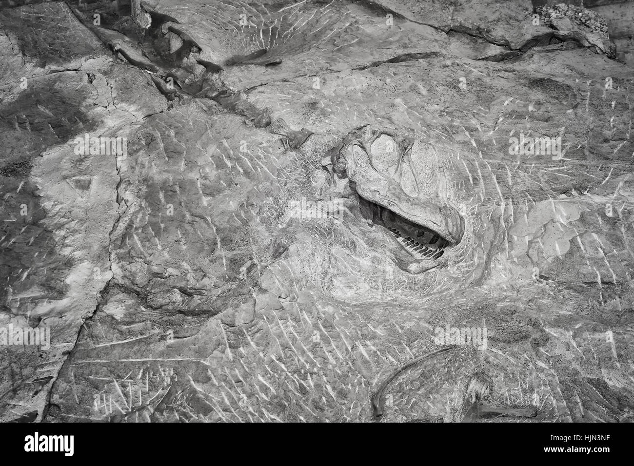 Black and white picture of a dinosaur skeleton, Dinosaur National Monument, Utah, USA. Stock Photo