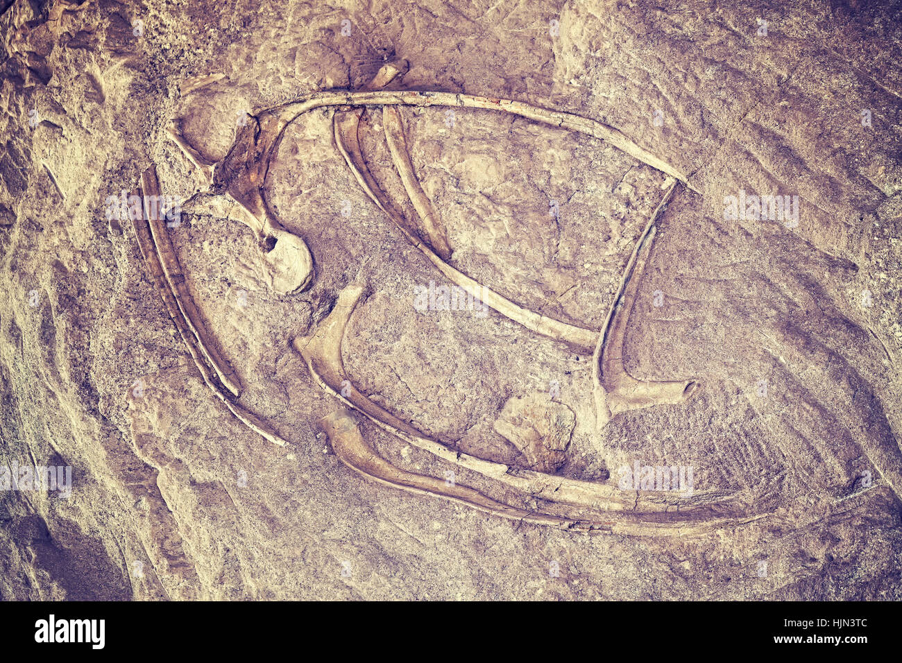 Color toned dinosaur skeleton in Dinosaur National Monument, Utah, USA. Stock Photo