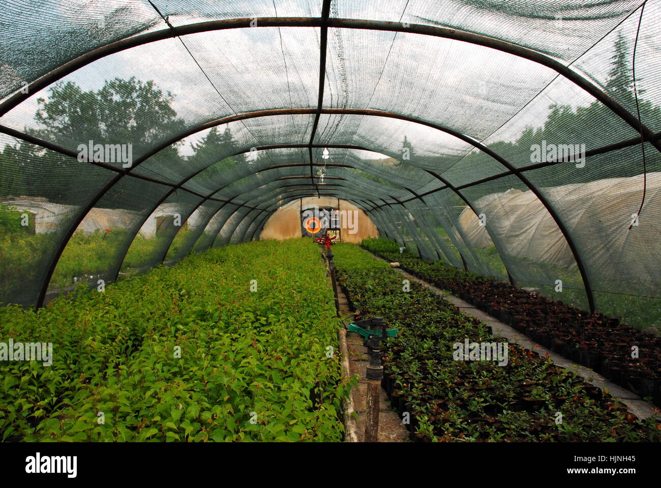 Green House and plants at the rural area Stock Photo