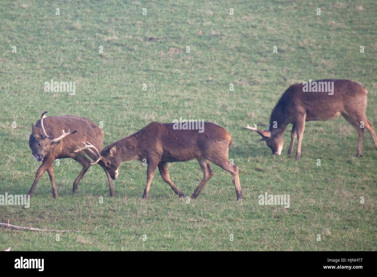 Two rutting Barasingha stags in a field Stock Photo