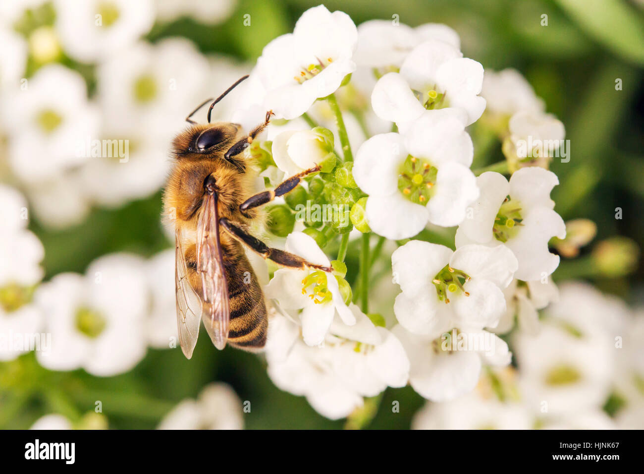 macro shot with bee on flower collecting pollen Stock Photo