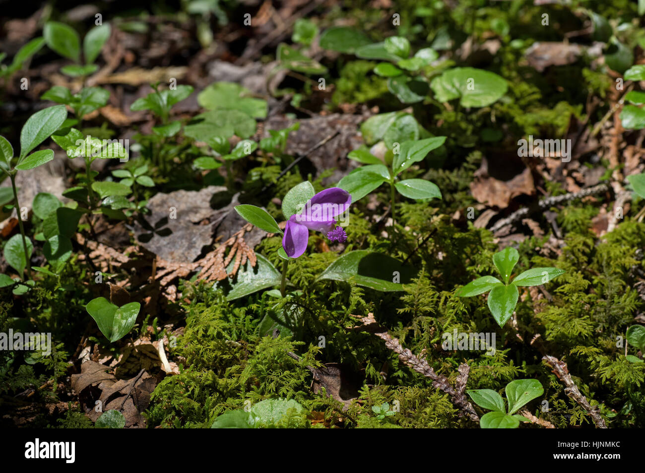 Fringed Polygala in the deep woods of Bruce Peninsula. It is also known as gaywings or fringed polygala. Stock Photo