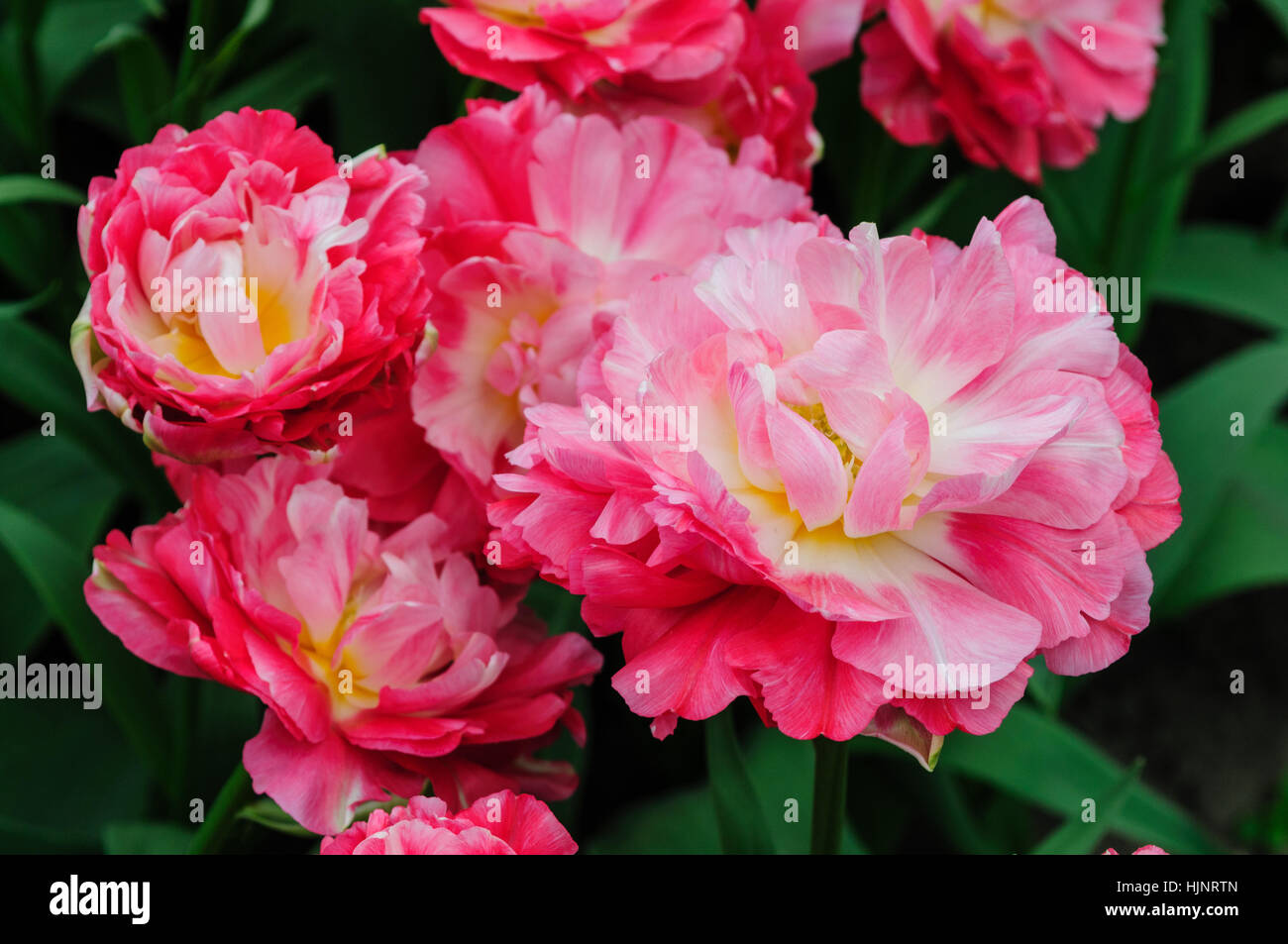 tulips in keukenhof park Stock Photo - Alamy