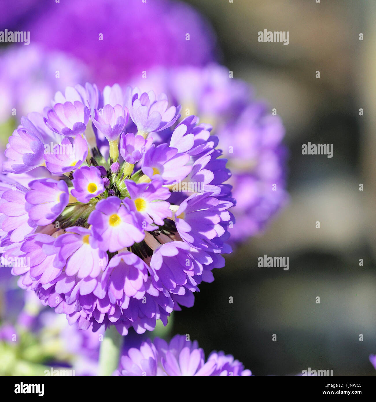 flower, plant, bloom, blossom, flourish, flourishing, flowers, purple, Stock Photo