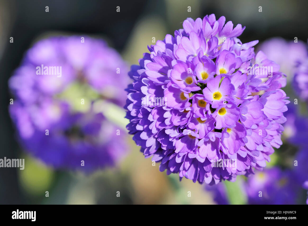 flower, plant, bloom, blossom, flourish, flourishing, flowers, purple, Stock Photo