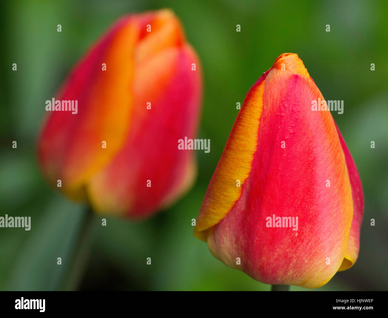 park, garden, flower, plant, spring, tulips, gardens, nature, flower, plant, Stock Photo
