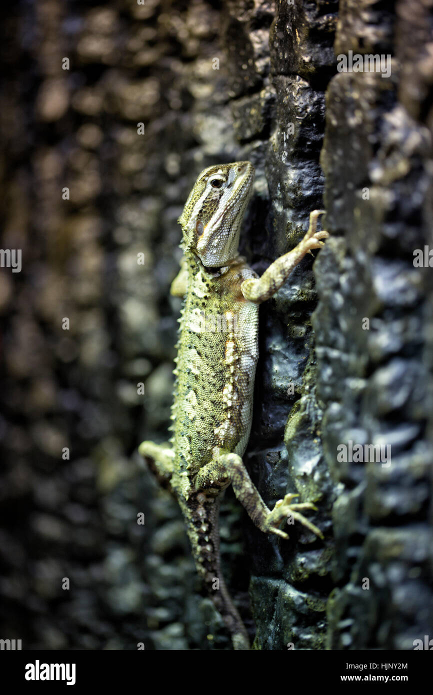 wonder gecko in closeup Stock Photo