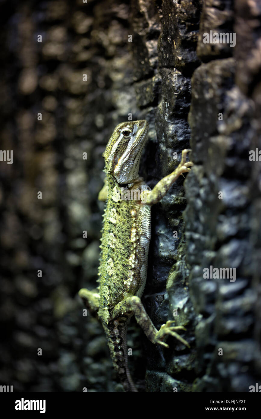 reptile, saurian, jungle, gecko, wonder, marvel, macro, close-up, macro Stock Photo