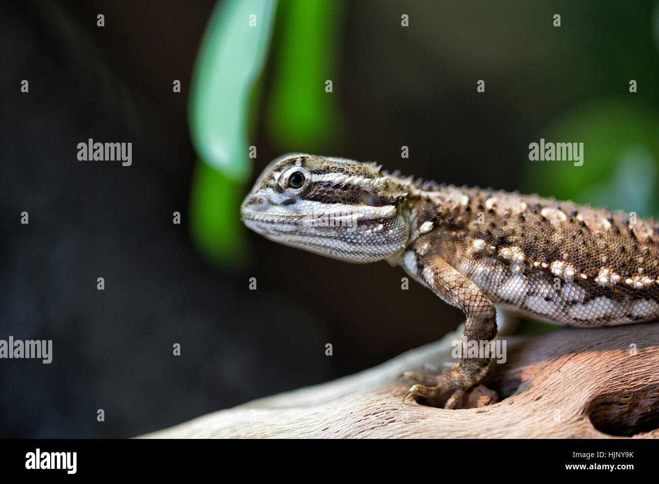 reptile, saurian, jungle, gecko, wonder, marvel, macro, close-up, macro Stock Photo