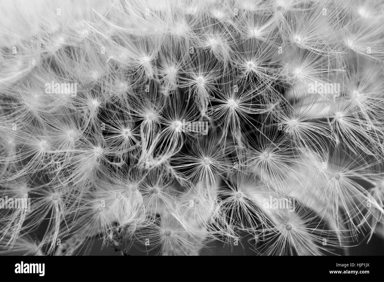 Taraxacum officinale dandelion Black and White Stock Photos & Images ...