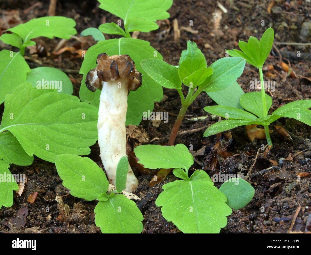 mushroom, fungus, delicacy, morel, mushroom, fungus, delicacy, morel