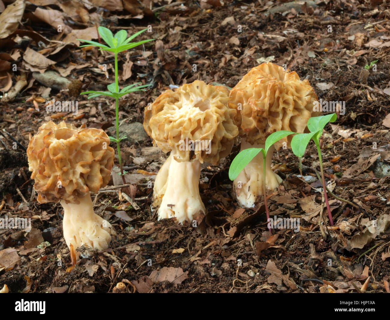 mushroom, fungus, delicacy, morel, ash, mushroom, fungus, delicacy