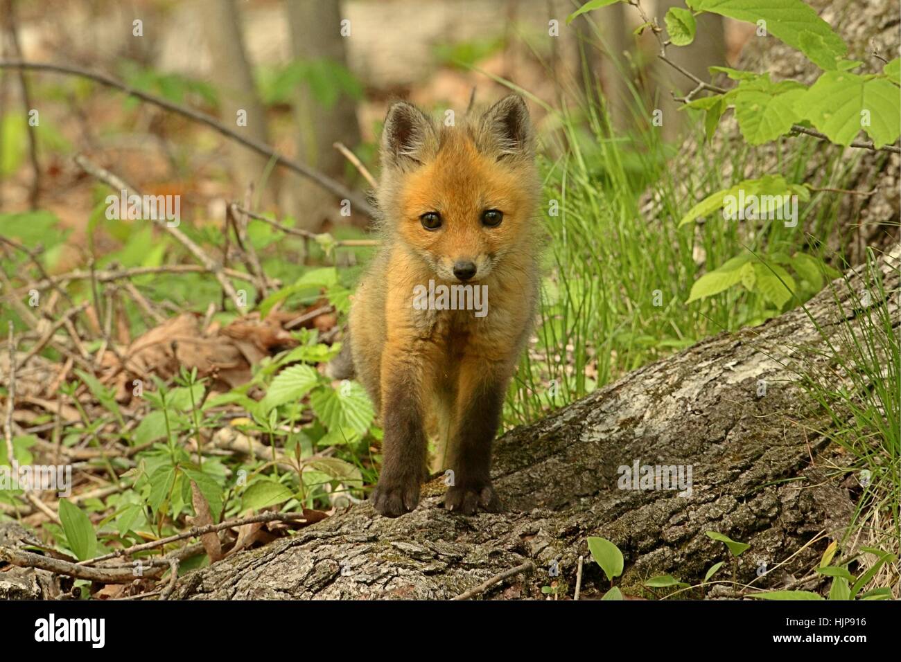 animal, mammal, wildlife, cub, baby, fox, kit, young, younger, newborn  child Stock Photo - Alamy