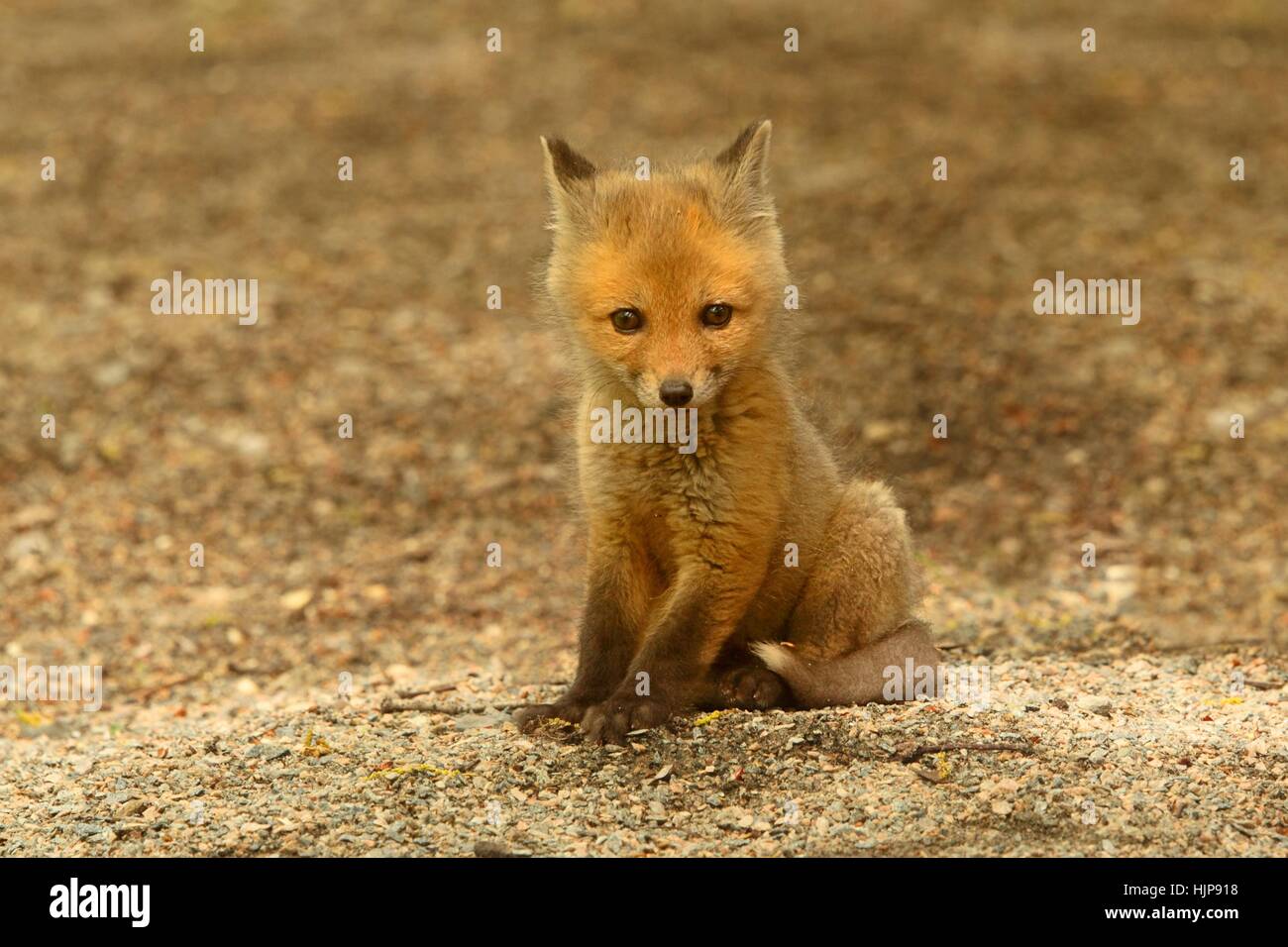 animal, mammal, wildlife, cub, baby, fox, kit, young, younger, newborn child Stock Photo - Alamy animal, mammal, wildlife, cub, baby, fox, kit, young, younger, newborn child Stock Photo - Alamy