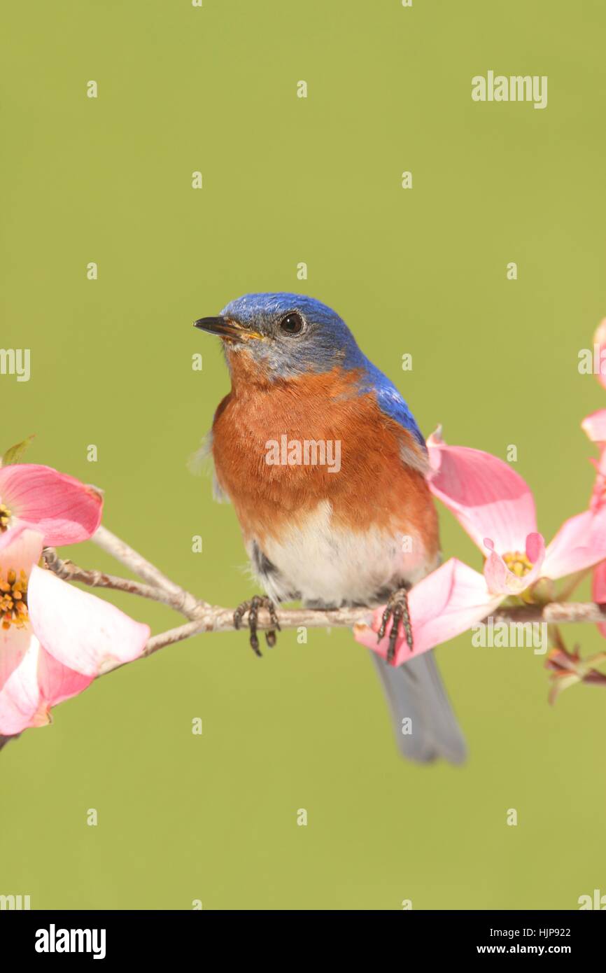 blue, bird, wild, wildlife, nature, blue, animal, bird, flower, plant, fauna, Stock Photo