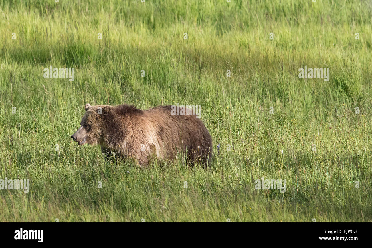 Grizzly bear in Yellowstone National Park Stock Photo - Alamy