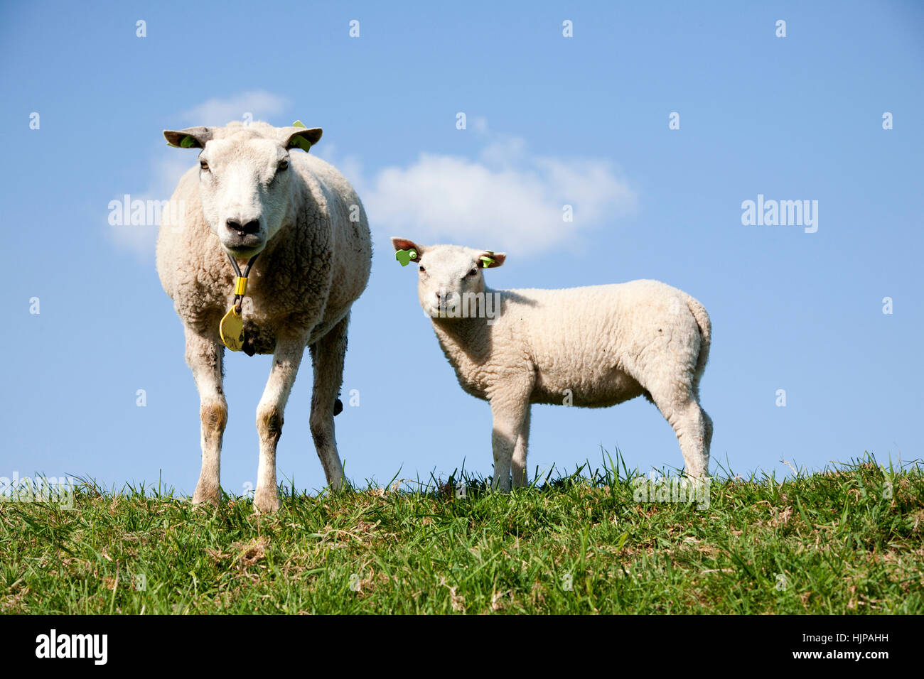 animal, mammal, agriculture, farming, field, sheep, spring, bouncing, bounces Stock Photo Alamy