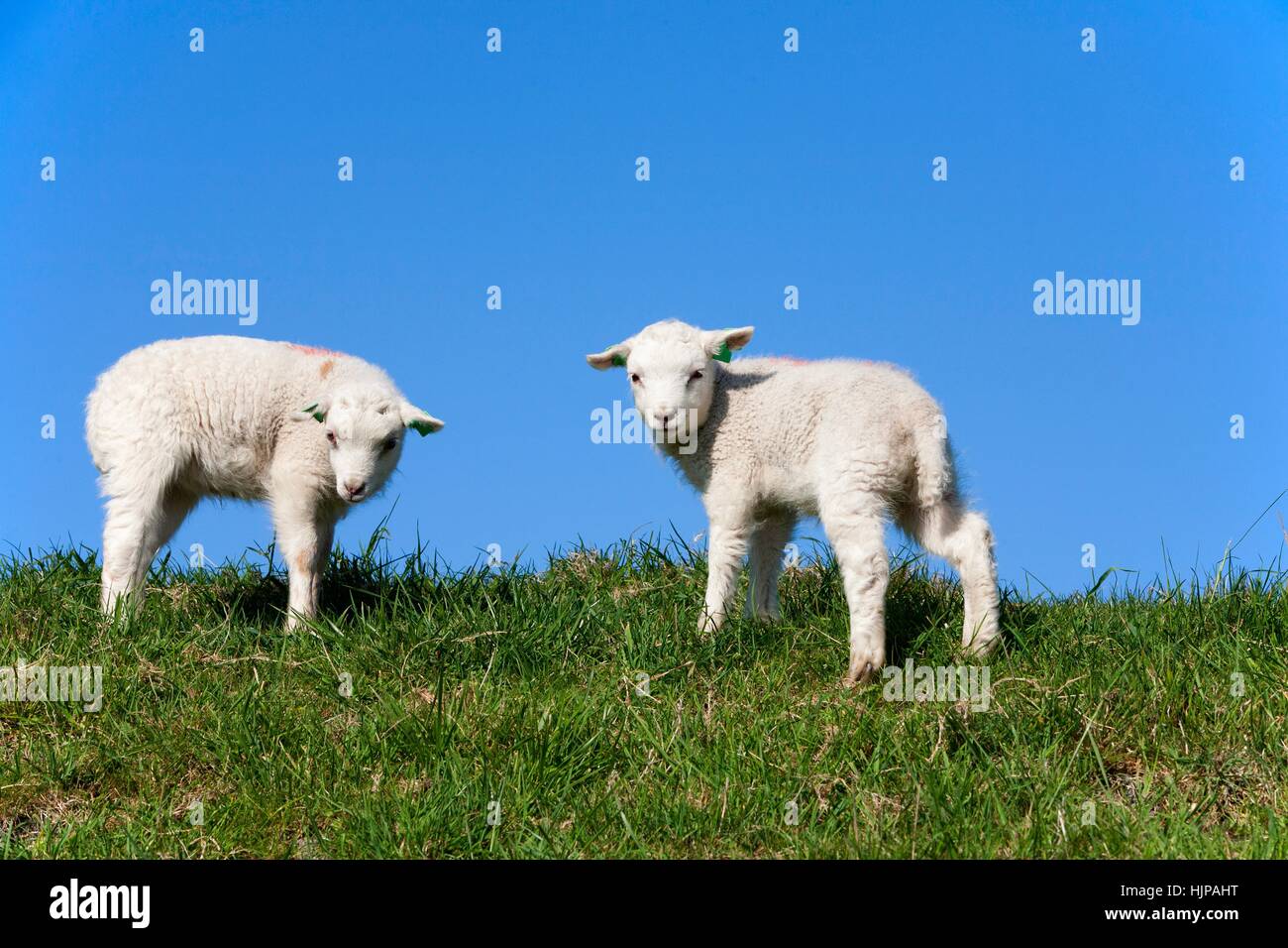 animal, mammal, agriculture, farming, field, sheep, spring, bouncing, bounces Stock Photo Alamy