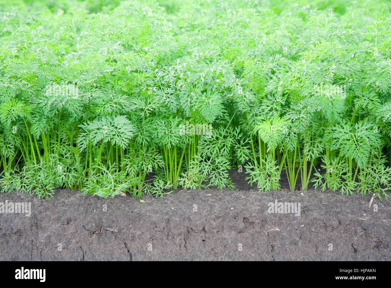 Humus Farm food, aliment, ground, soil, earth, humus, agriculture, farming, field ...