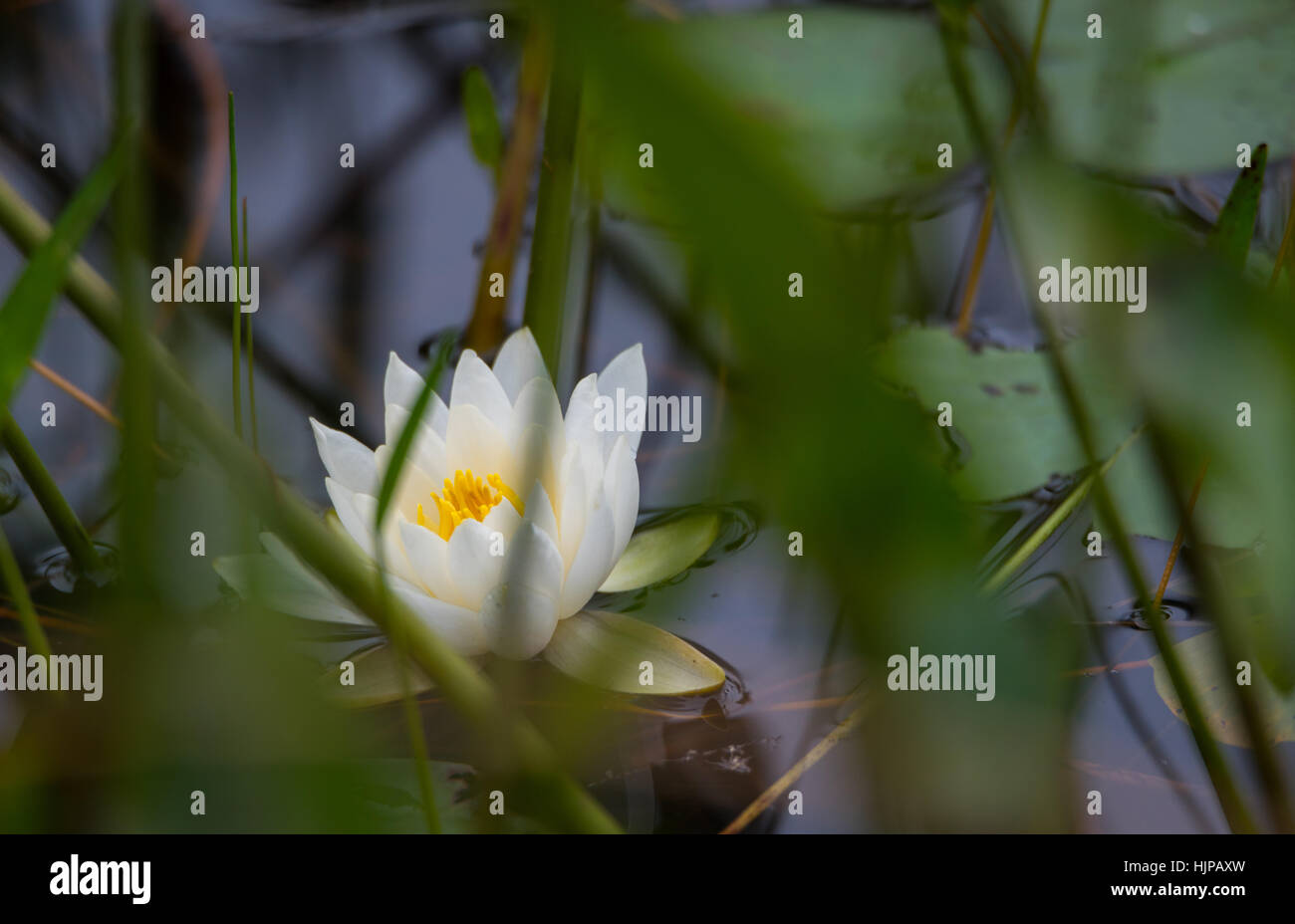 White petals of a floating Nymphaea alba water lily.   Nymphaea alba - wild floating water lily with white petals and yellow stamen. Stock Photo