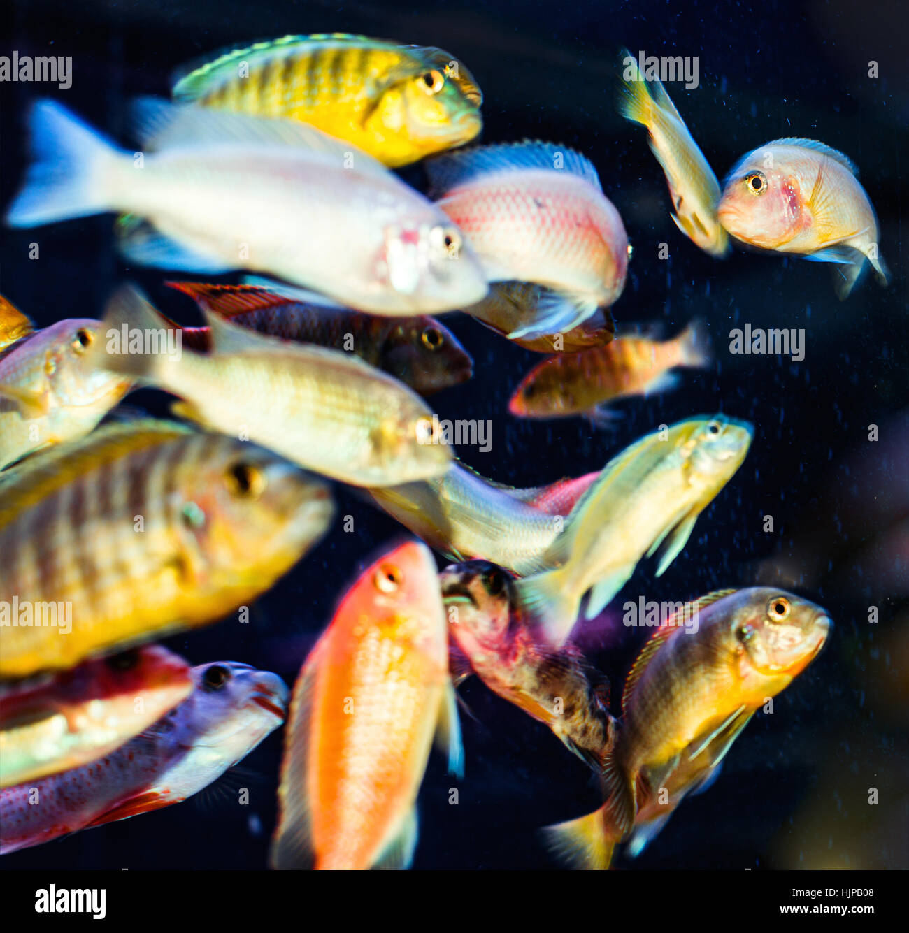 Cichlids Stock Photo