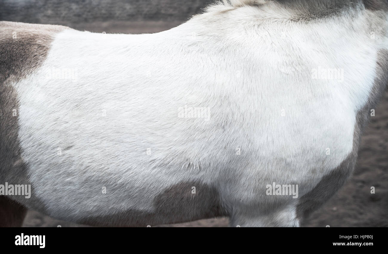horse, closeup Stock Photo