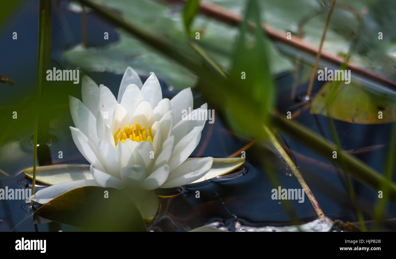 White petals of a floating Nymphaea alba water lily.   Nymphaea alba - wild floating water lily with white petals and yellow stamen. Stock Photo