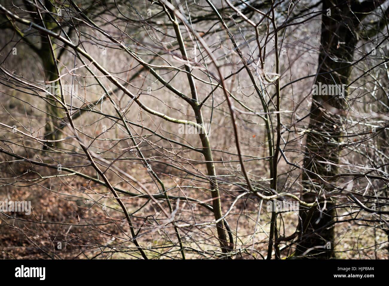 Sutton Park is located 6 miles on north of downtown Sutton Coldfield