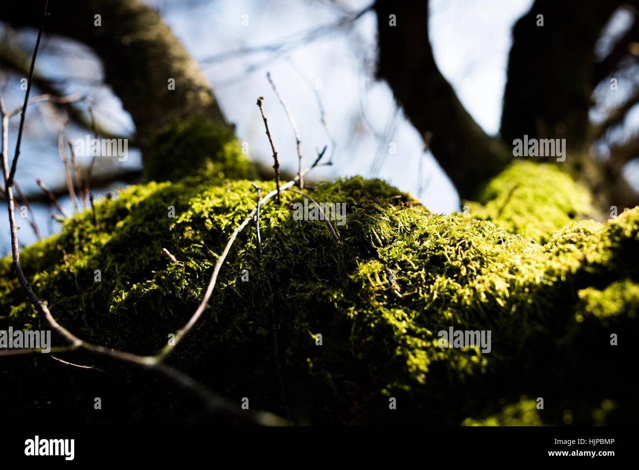 Sutton Park is located 6 miles on north of downtown Sutton Coldfield