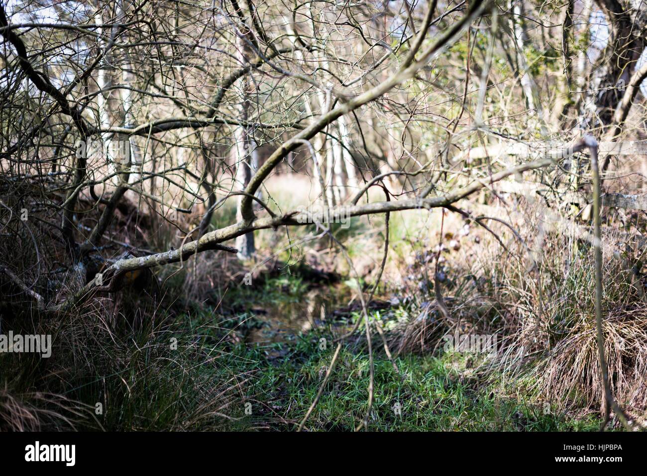 Sutton Park is located 6 miles on north of downtown Sutton Coldfield