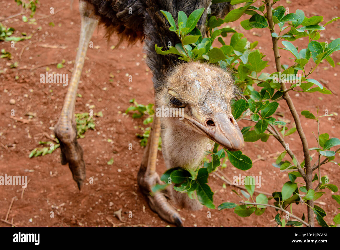 This ostrich named Pea and her brother, named Pod, was rescued by the Sheldrick Wildlife Trust and joined the orphan elephants at their orphanage Stock Photo
