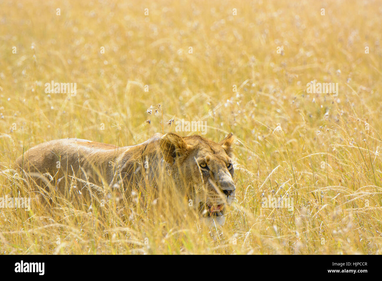 Adult wild African Lioness, Panthera leo, stalking prey camouflaged in long grass, Masai Mara, Kenya, Africa, Lioness hunting behavior Stock Photo