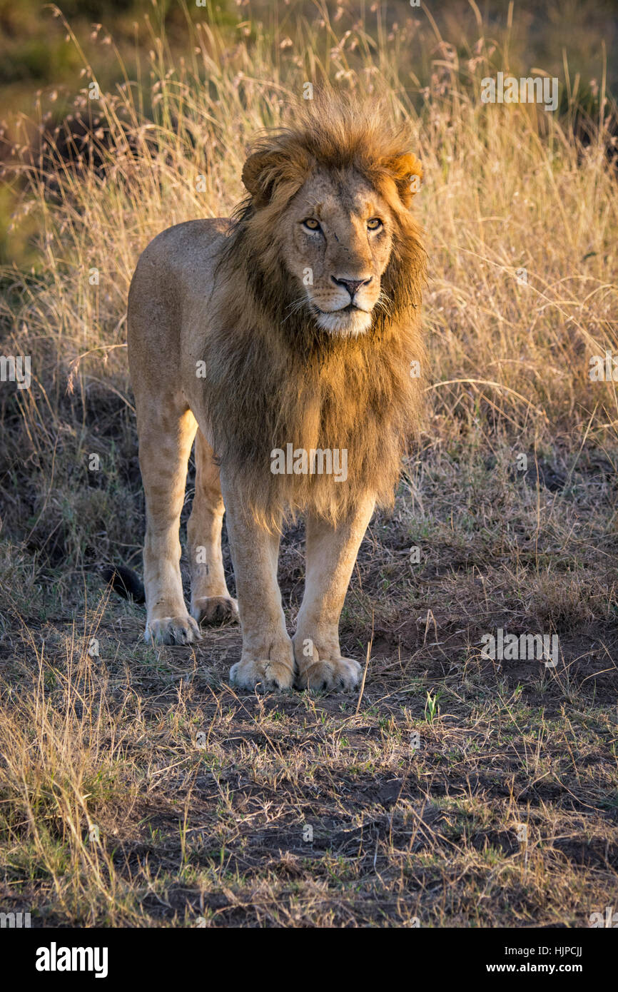 Male African Lion, Panthera Leo, standing, front view, Masai Mara National Reserve, Kenya, Africa, portrait of Lion with beautiful mane, male Lion Stock Photo