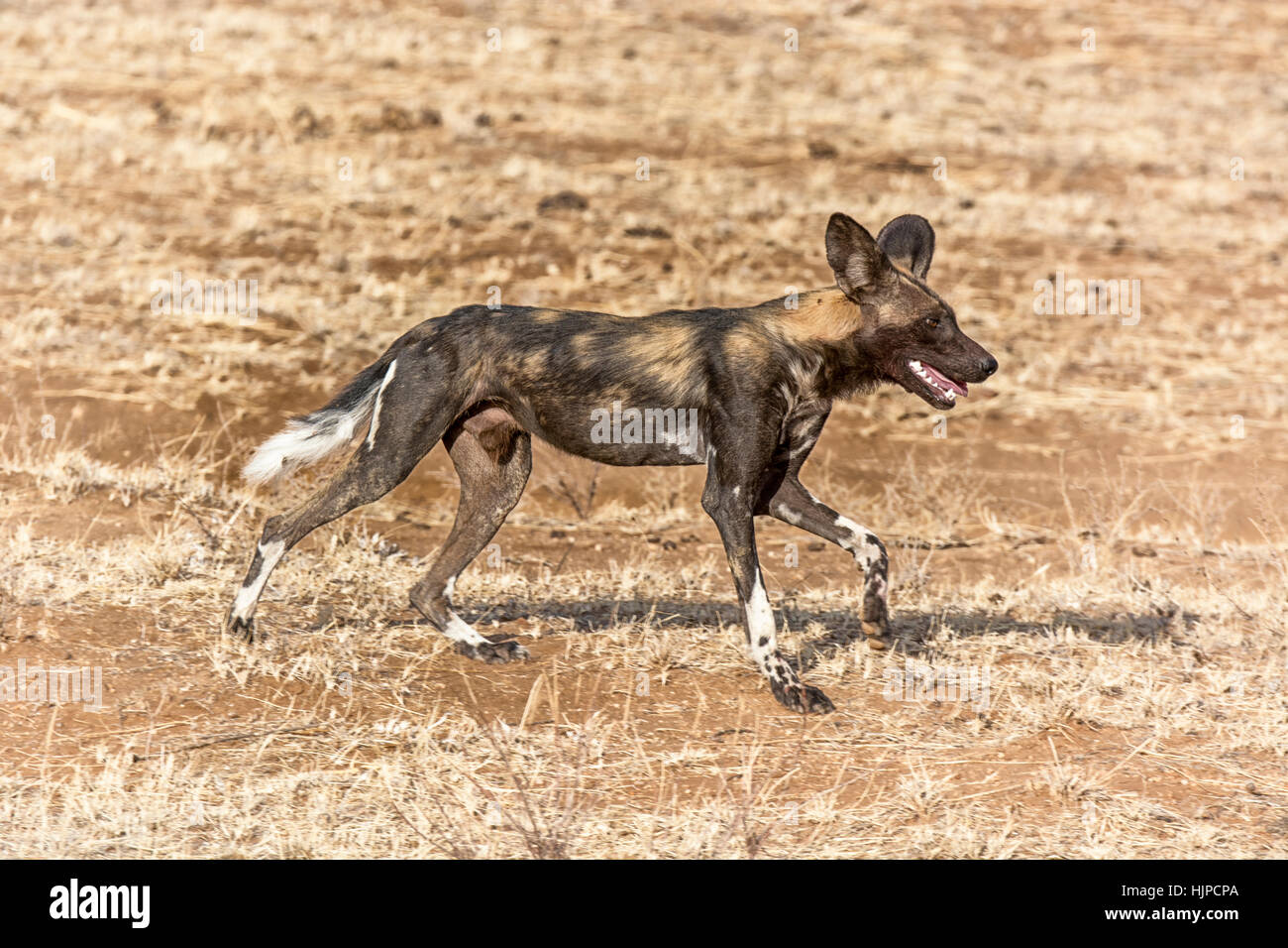 African Wild Dog, Lycaon pictus, Painted Dog, Buffalo Springs Game Reserve, Samburu, Kenya, Africa, African Hunting dog running, Adult Wild Dog action Stock Photo