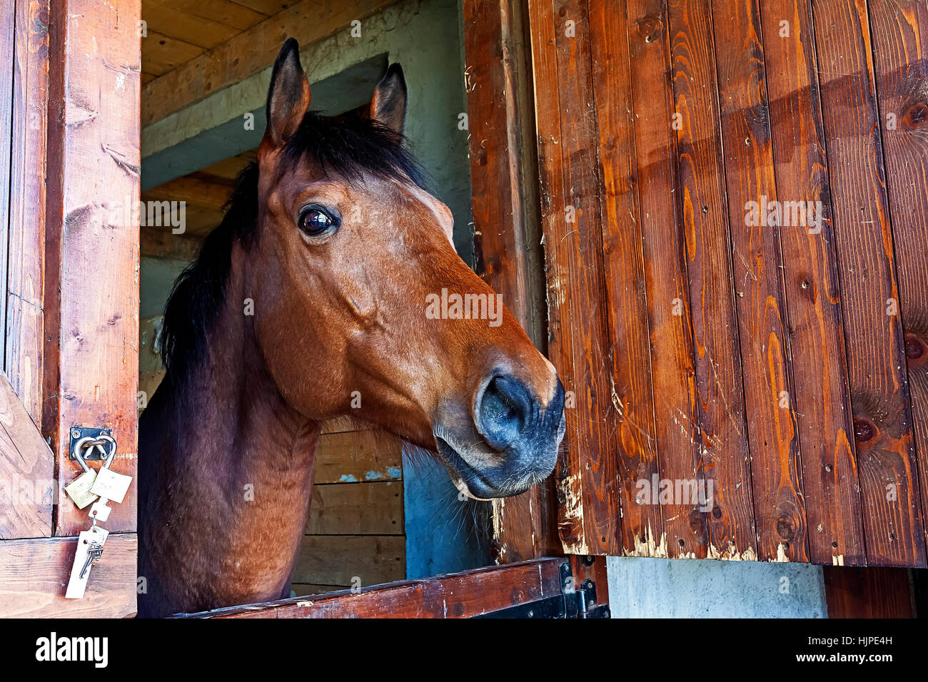English thoroughbred racehorse in box Stock Photo