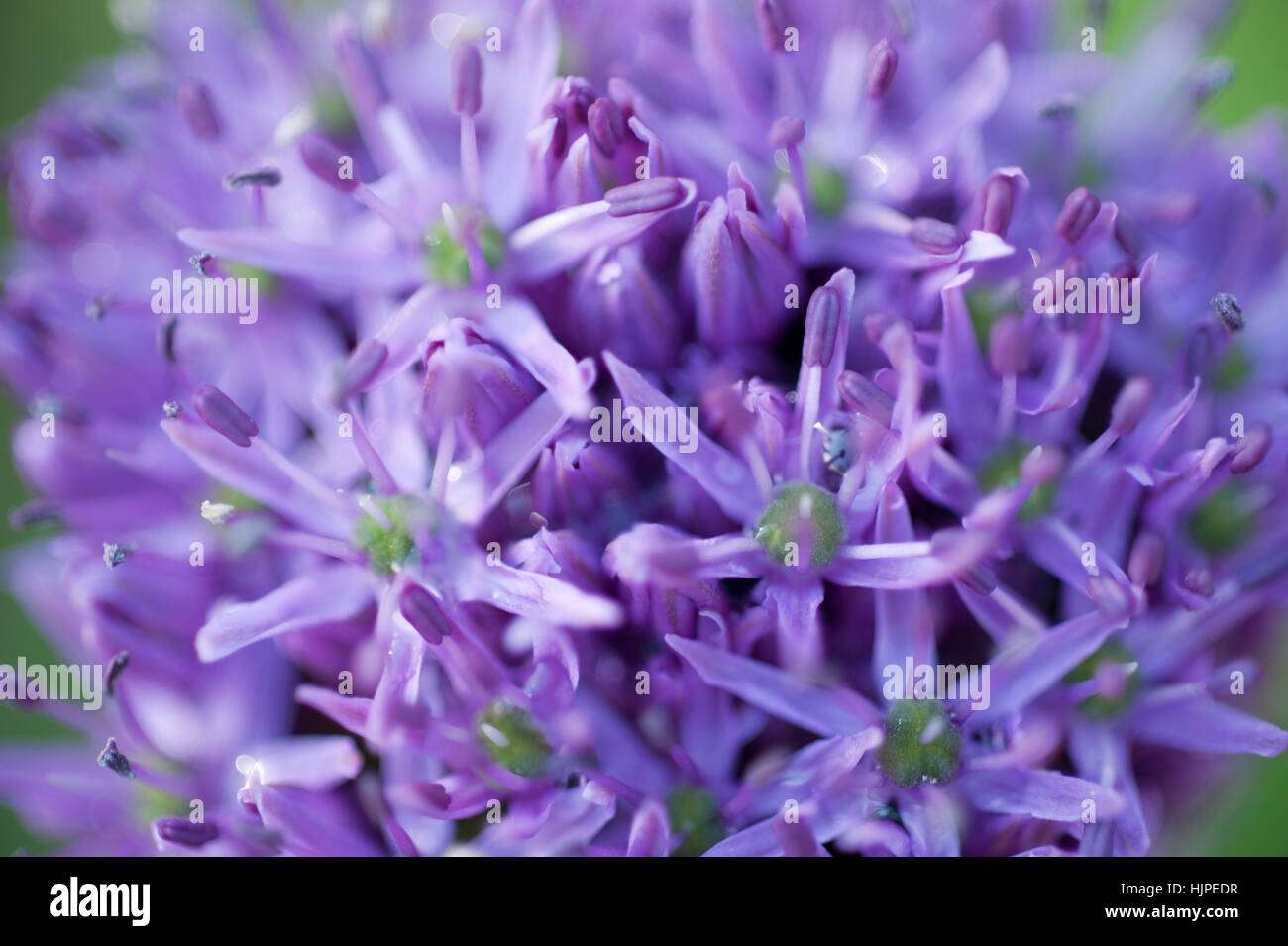 Giant purple alium onion hi-res stock photography and images - Alamy
