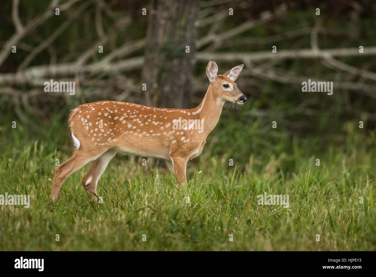 White spotted deer hires stock photography and images Alamy