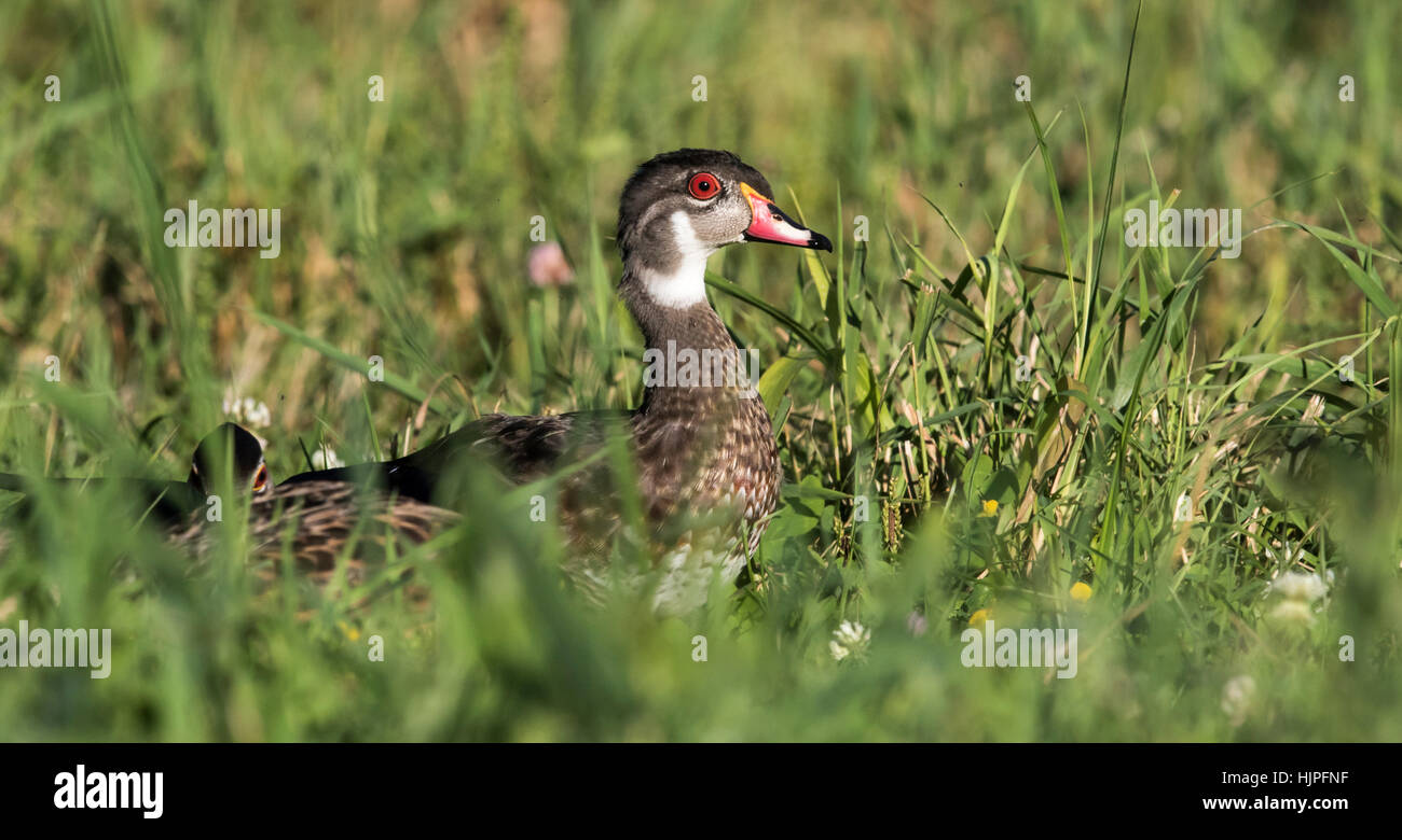 Wood duck eclipse male Stock Photo Alamy