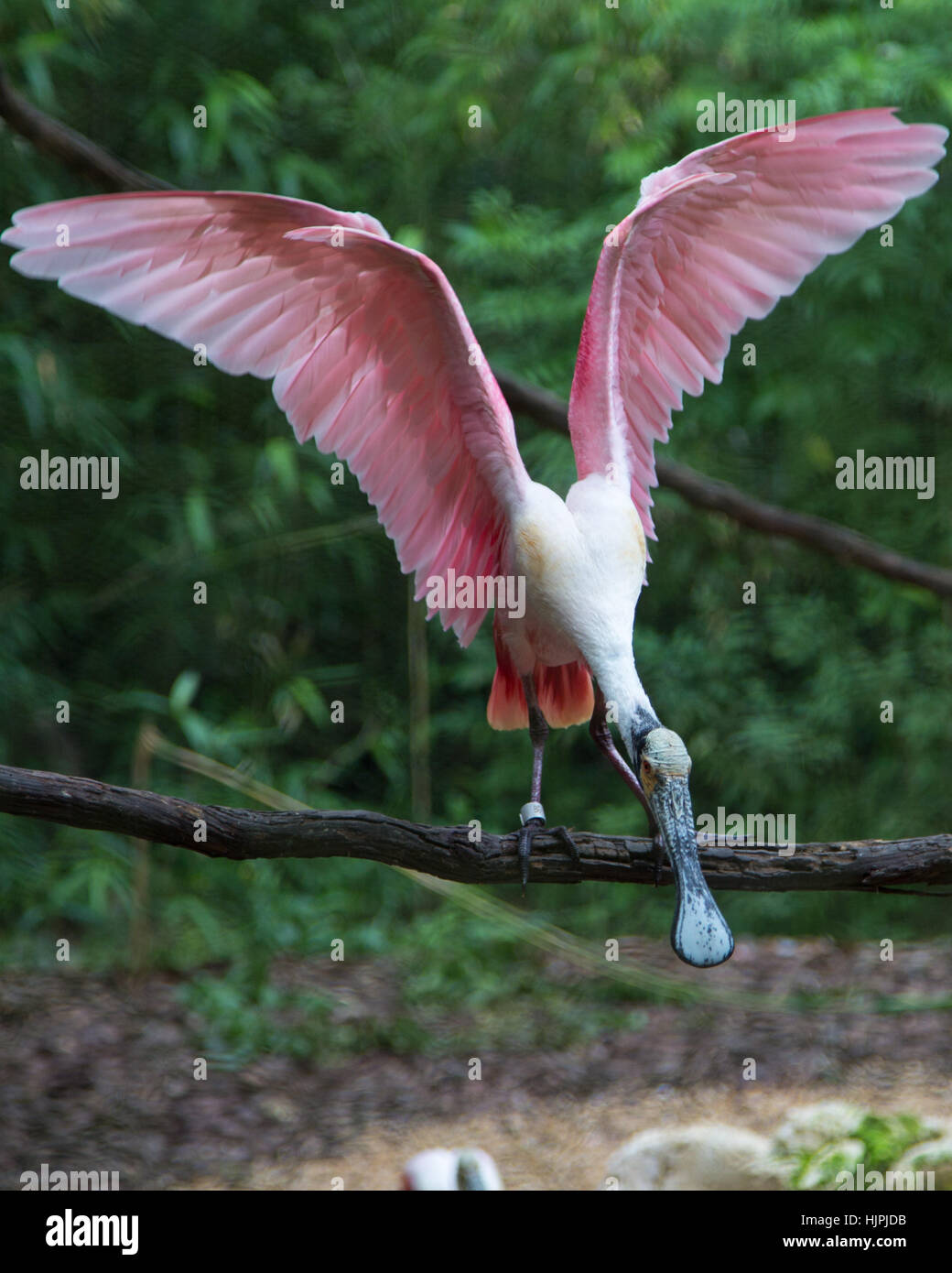 Roseate Spoonbill Stock Photo