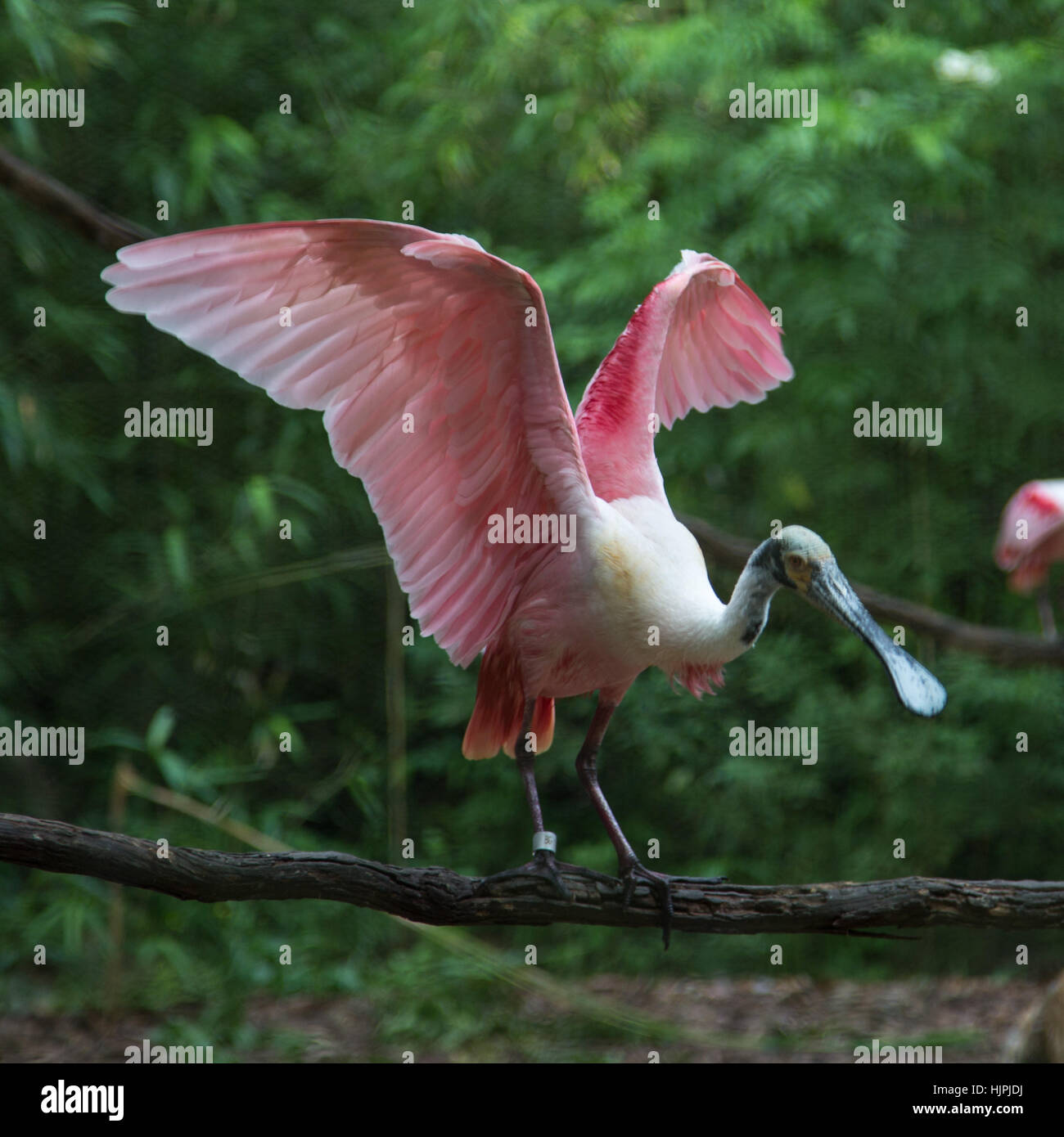 Roseate Spoonbill Stock Photo