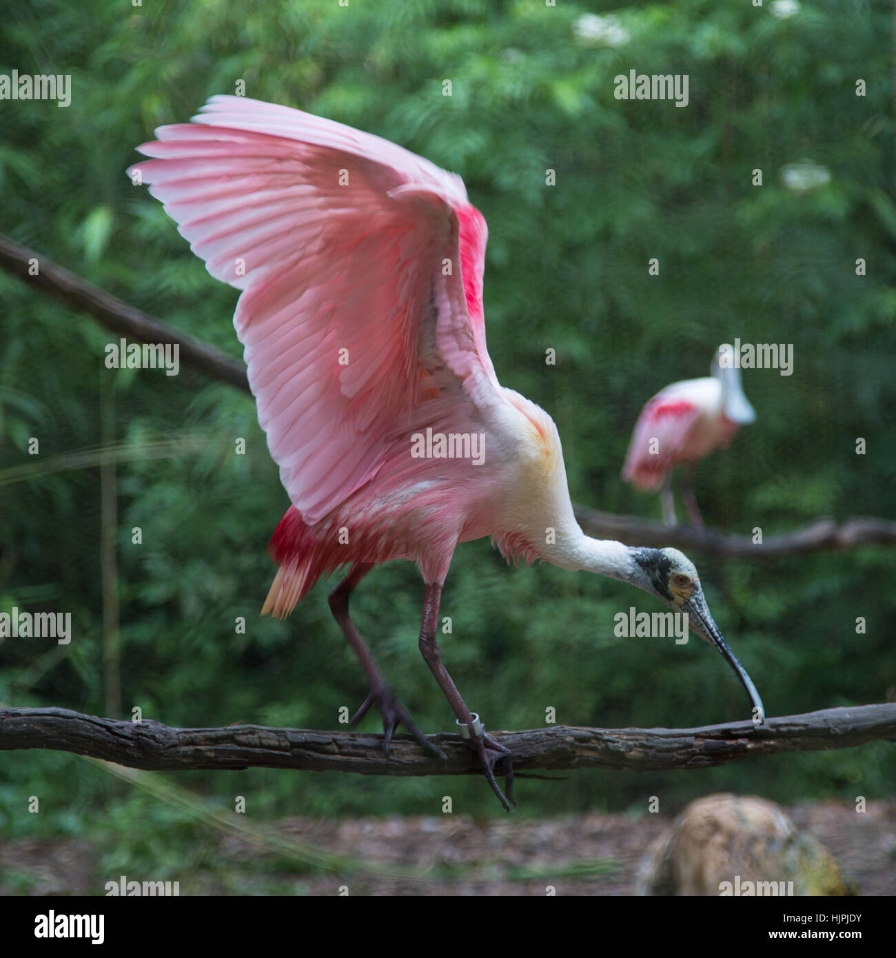 Roseate Spoonbill Stock Photo