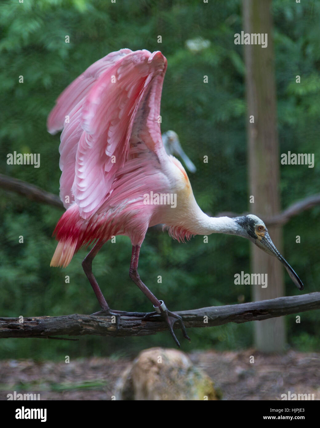 Roseate Spoonbill Stock Photo