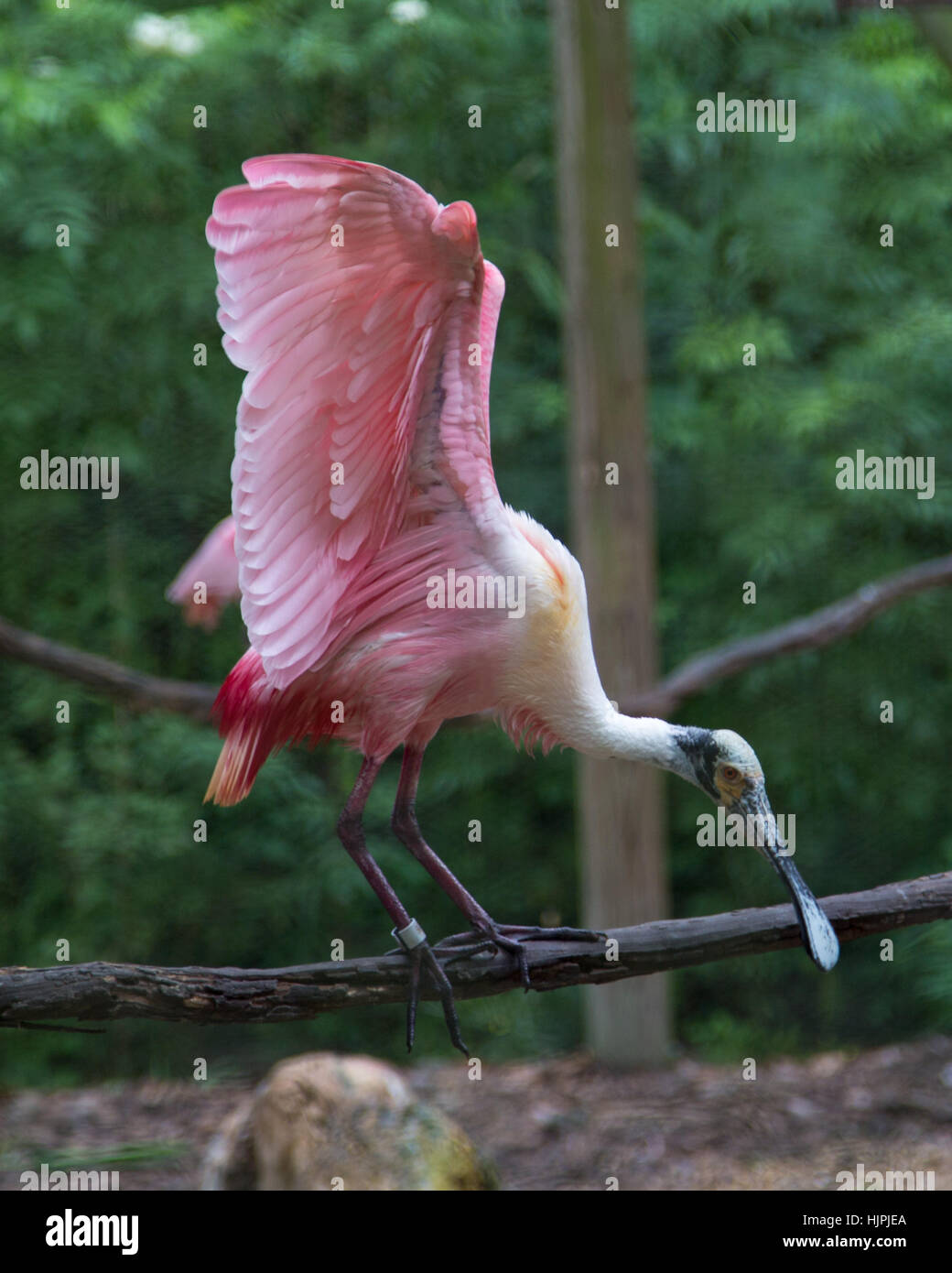 Roseate Spoonbill Stock Photo